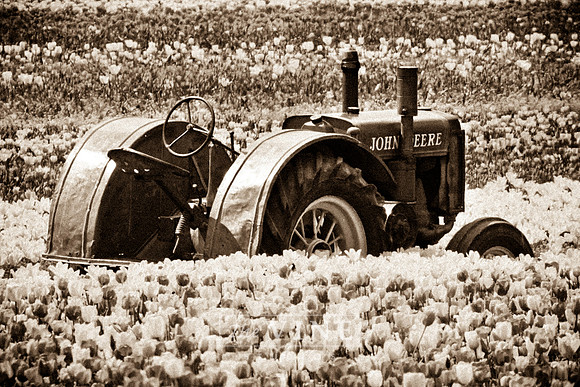 Old Workhorse, Woodburn, Oregon