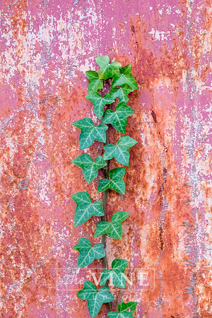 Ivy