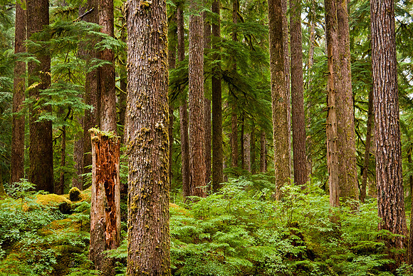 Olympic National Park, Washington